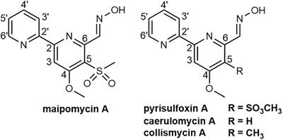 Maipomycin A, a Novel Natural Compound With Promising Anti-biofilm Activity Against Gram-Negative Pathogenic Bacteria